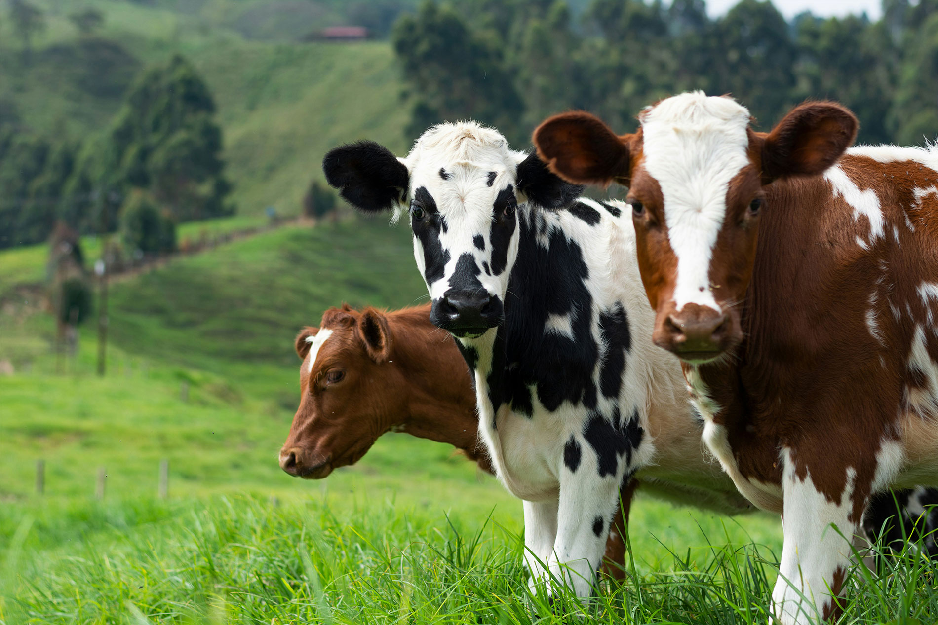 cattle